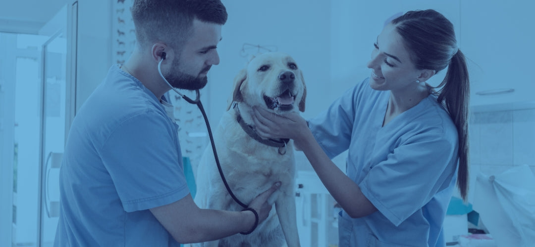 TEST DE VETERINARIA